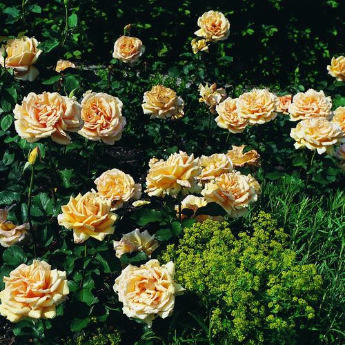 Žlutá - Stromkové růže s květmi čajohybridů - stromková růže s rovnými stonky v koruně